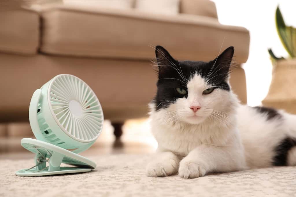 cat and electric fan