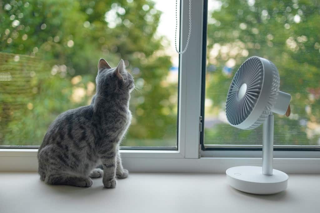 cat cooling in front of a fan