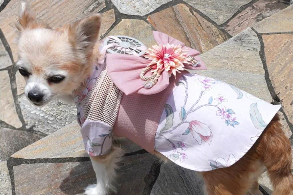 A Cute dog wearing a portable fan on the back
