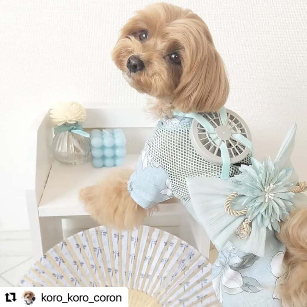 A Cute dog wearing a portable fan on the back 2