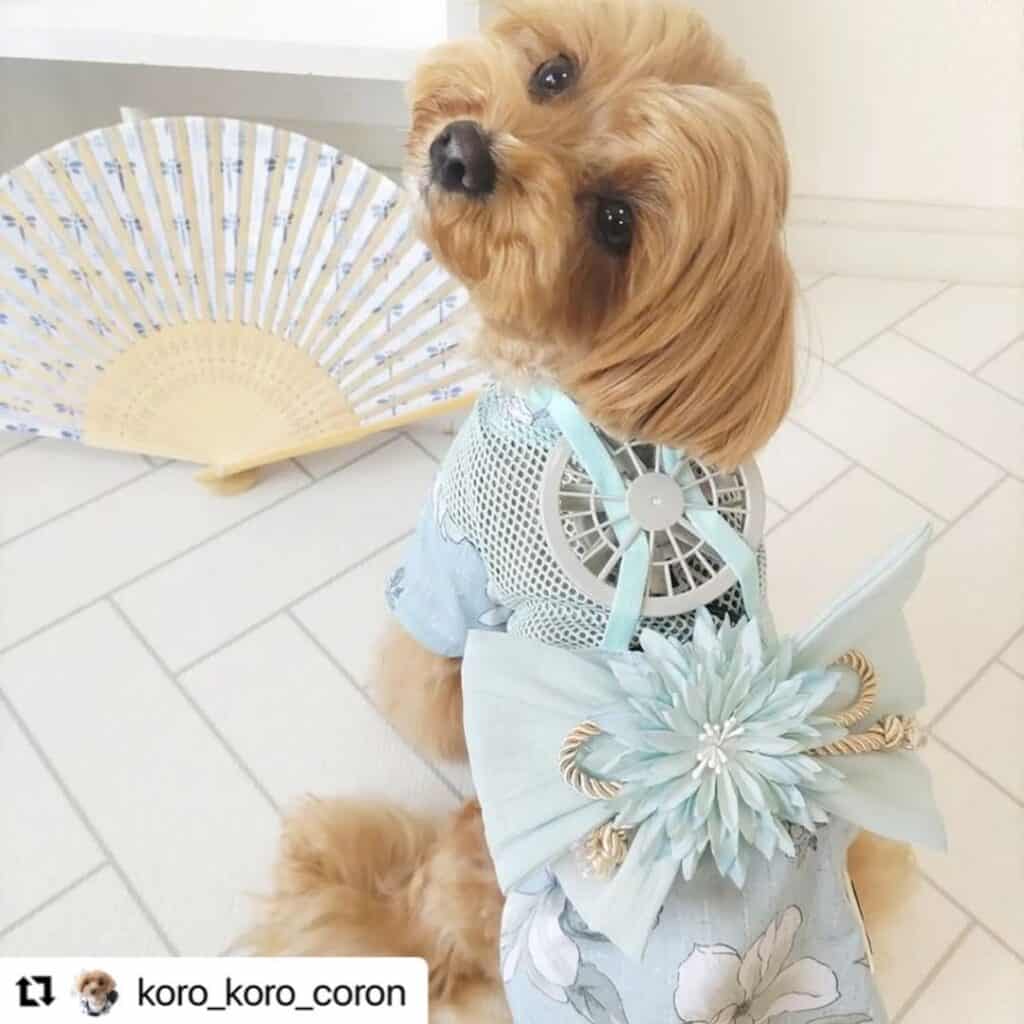 A Cute dog wearing a portable fan on the back 3
