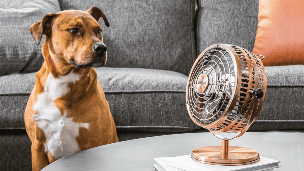 a dog and a fan
